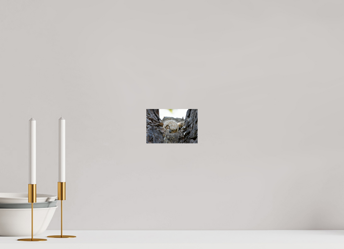 6 x 4″, Fine Art Paper Print 16 x 12" Watchful Sleep