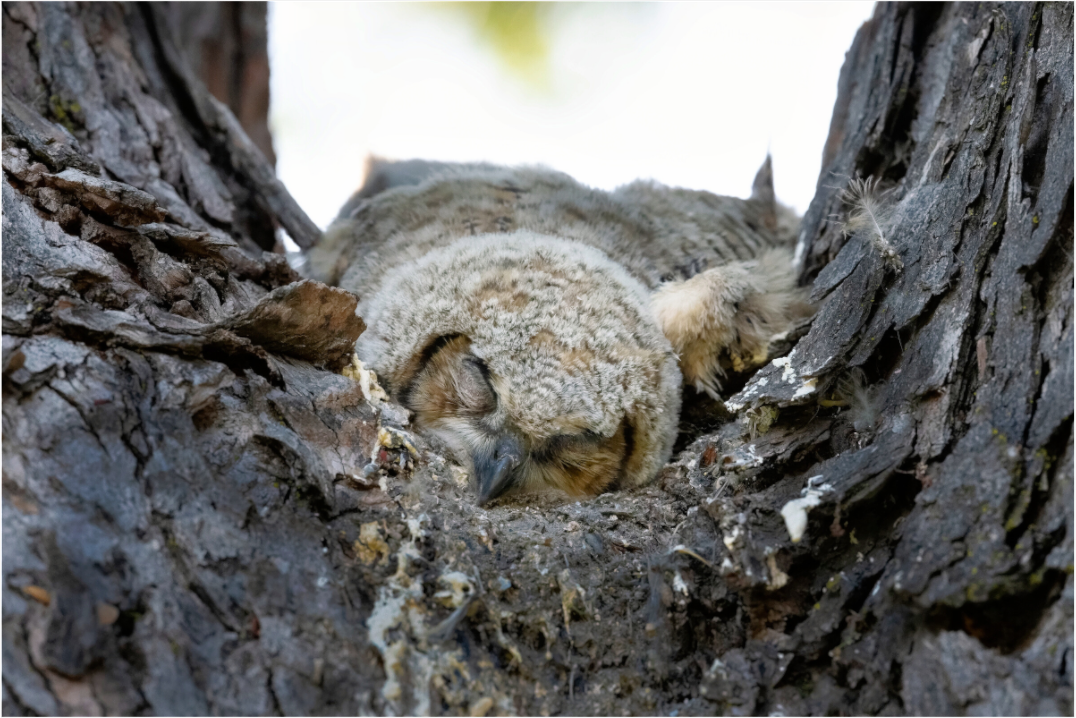 Main image Watchful Sleep