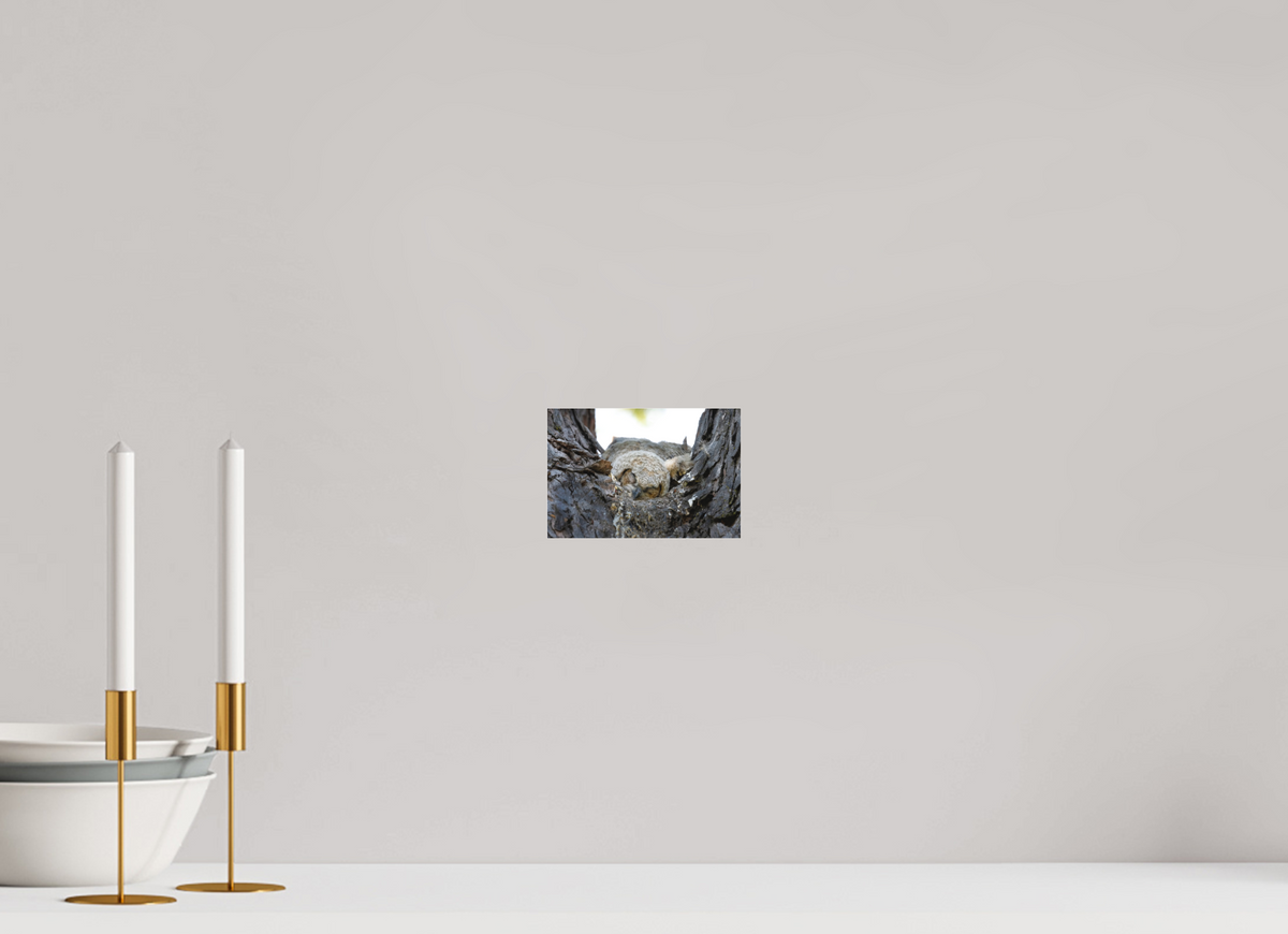 6 x 4″, Matte Acrylic Glass 16 x 12" Watchful Sleep