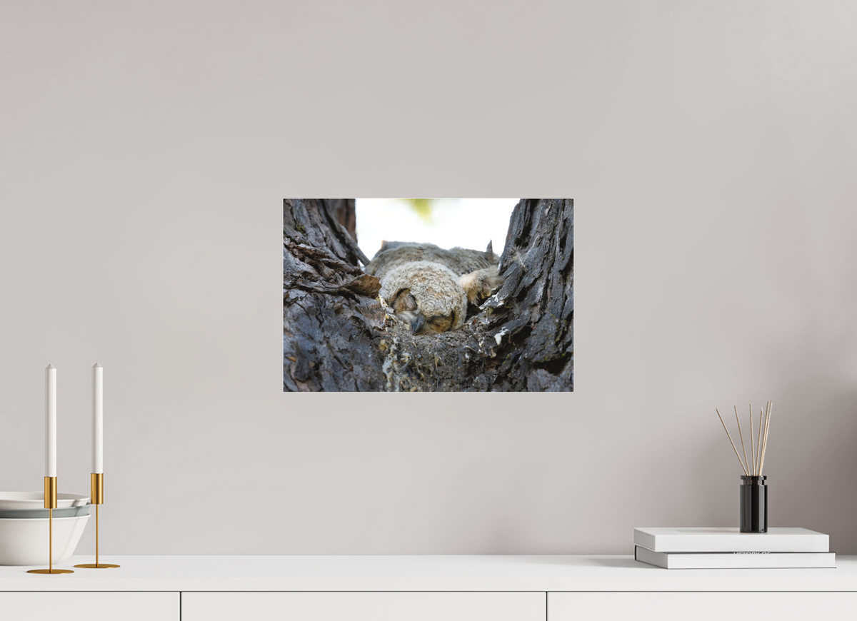 15 x 10″, Matte Acrylic Glass 16 x 12" Watchful Sleep