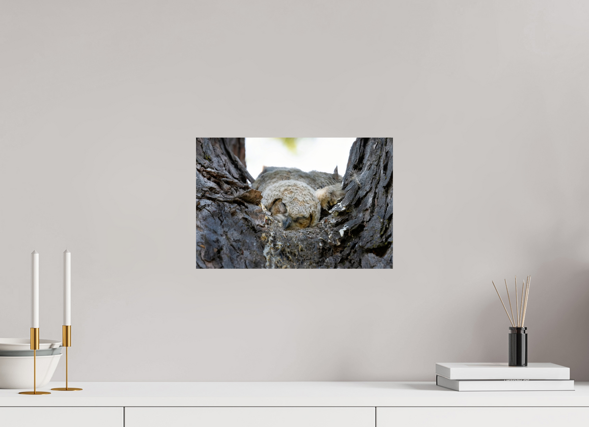 15 x 10″, Photo Print On Fuji Crystal DP II Watchful Sleep