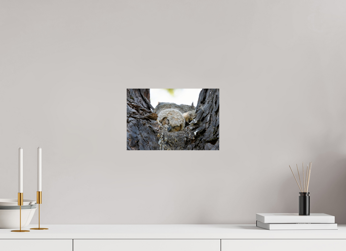 12 x 8″, Photo Print On Fuji Crystal DP II Watchful Sleep